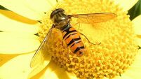 10 things you didn’t know about hoverflies