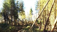 Farm Finance: What are the tax implications of felling damaged forests?