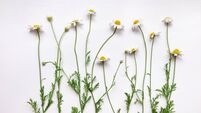 Pattern with chamomile flowers on white background