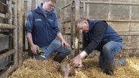 Signpost: Spring calving and making the first preparations for silage in Youghal