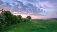 Hedgerows are a haven for nesting birds — and are protected during nesting season