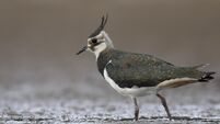 Birds of Ireland: Lapwing