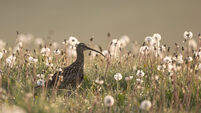 British Wildlife Photography Awards 2025