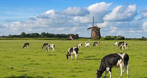 Cows and Windmill