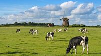 Cows and Windmill