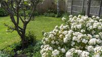 Choisya in an English garden in summer