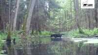Rare black wolves — could they be wolf-dog mixes?
