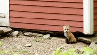 Urban Fox
