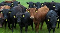 Brian Reidy: What does the future hold for Irish livestock producers?