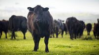 Beef Cattle Open Range on Large Ranch