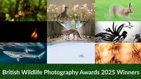 Watch: The winners of the British Wildlife Photography Awards 2025