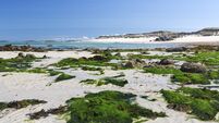 Seaweed on the beach on the Channel Island of Herm, UK
