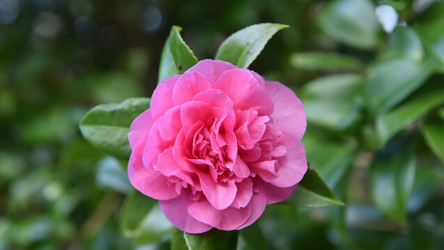 <p> Camellia 'Debbie ' Kells Bay House &amp; Gardens, Co Kerry. Picture Dan Linehan</p>