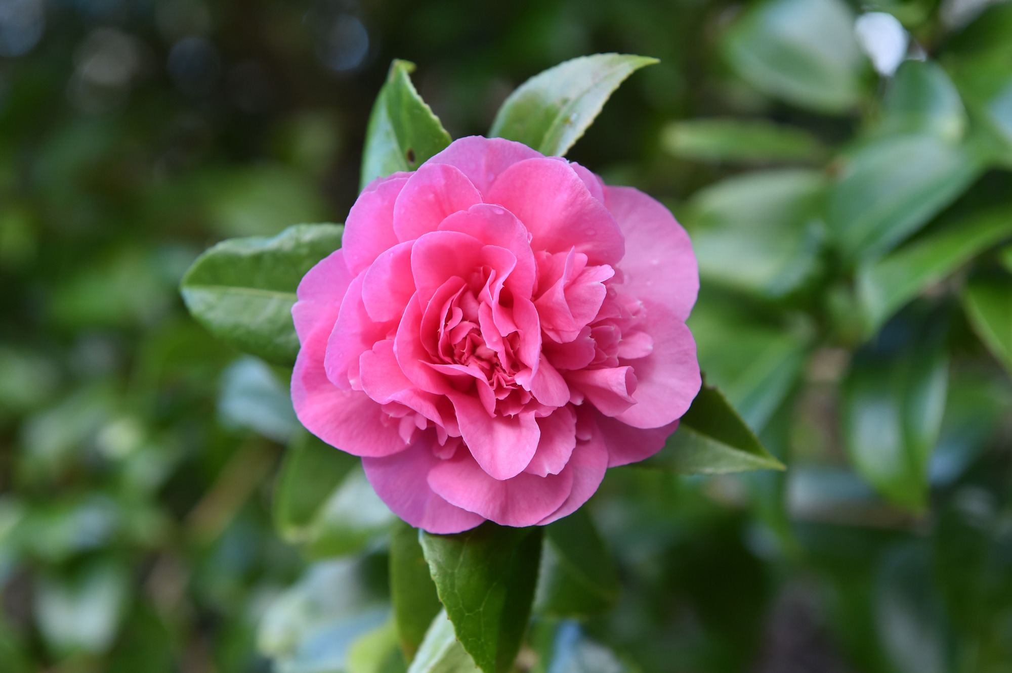 Garden Q&A: The leaves on my red camellia are yellow. How can I make it healthier?