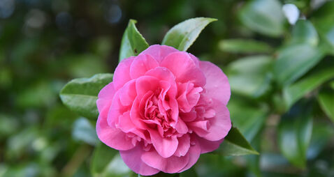 Garden Q&A: The leaves on my red camellia are yellow. How can I make it healthier?
