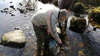 Physically and legally protecting native Irish fish