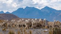 Alpacas