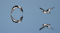 Birds of Ireland: Oystercatcher