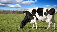 Black and white dairy cow grazing