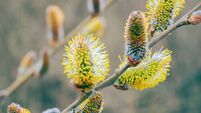 A pussy-willow flowering in the early spring. The close-up of shrub blossoms against the blurry background.