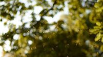 Daddy long legs mosquito swarm in England
