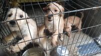 ‘I’ve had shovels swung at me’: Cork animal welfare inspector faces intimidation and assaults