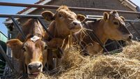 Close up of calves on animal farm eating hay.