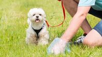 Picking up dog poop