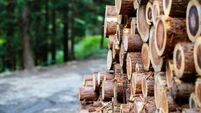 Fallen timber at a timber sorting facility