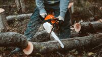 a man sawing a tree with a chainsaw. removes forest plantations from old trees, prepares firewood.