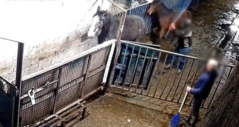 Report makes recommendations to increase the welfare of horses