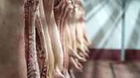 Meat industry. Fresh pork meat hanging in the butchery shop.