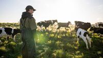 Young NZ Dairy Farmer with Calves