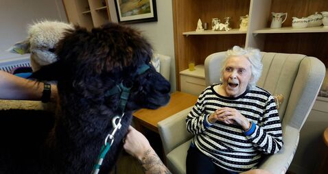 Alpaca therapeutic service for care home, in Ireland