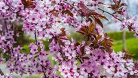 Close-up of a flowering branch of wild cherry tree