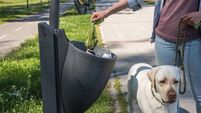 Young woman puts feces in bag in a garbage can she picked up after her pet dog a golden Labrador Retriever pooped on the street