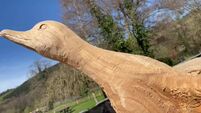 Watch: Chainsaw sculptor breathes new life into dead trees in Ballincollig park