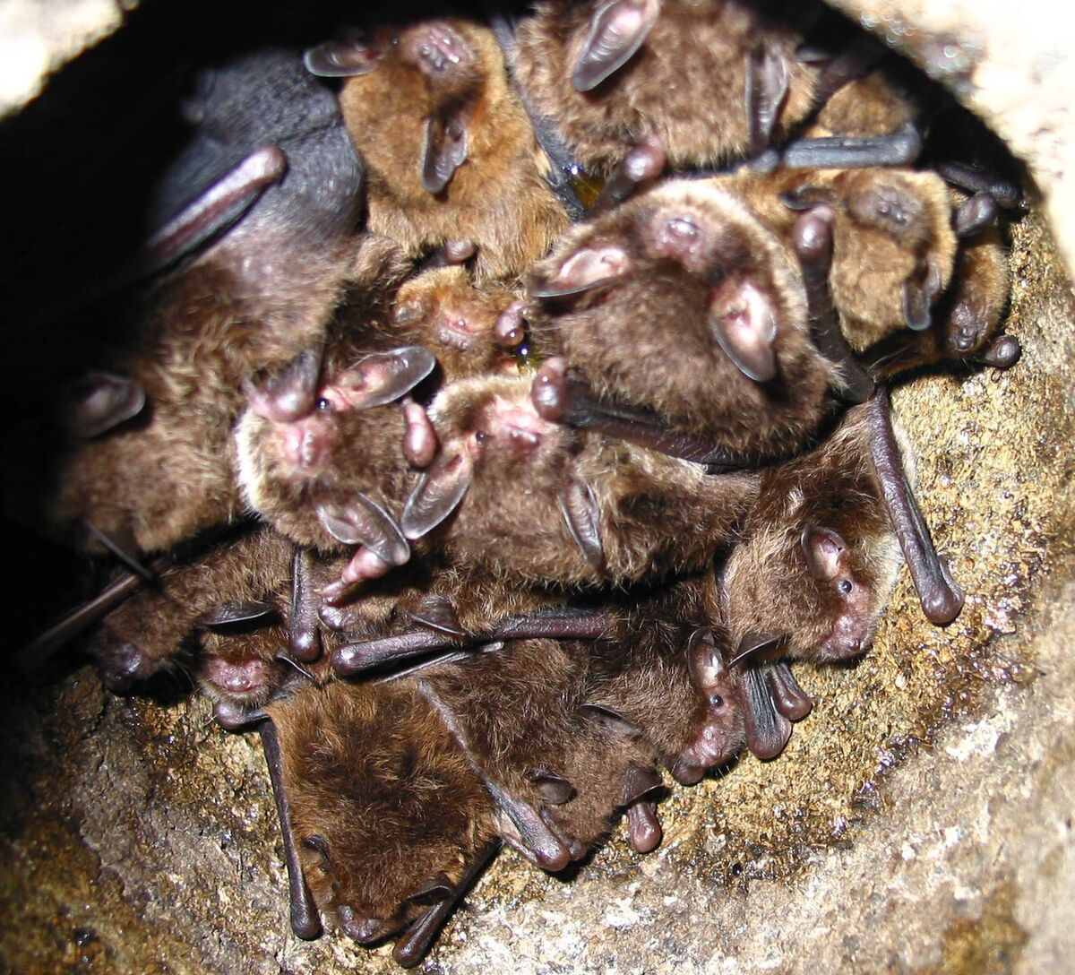 Irish bats are typically small and brown, they have a wing span of 30cm but could weigh around 12 grams. Picture: Tina Aughney Irish bats are typically small and brown, they have a wing span of 30cm but could weigh around 12 grams. Picture: Tina Aughney