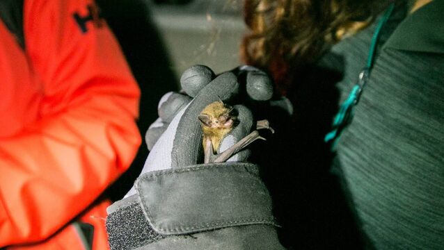 <p>All Irish species listed in the EU's Habitats Directive, including bats, are protected by the EC (Birds and Natural Habitats) Regulations 2011-2021. Picture: Noel Marry</p>
