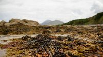 Seaweed