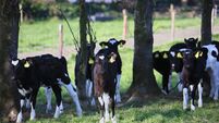 No one knows where peak beef prices will end up