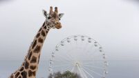 Fota Wildlife Park just unveiled a new panoramic wheel — here's what you need to know