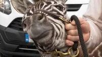 'This is not OK': Animal charities outraged after man seen with zebra foal and pony in Clare pub