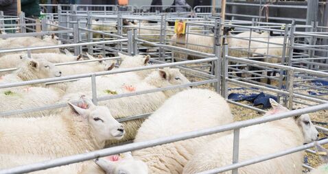 Sheep in pens at Winslow Primestock Show, Buckinghamshire