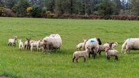 New €22m national sheep welfare scheme launched