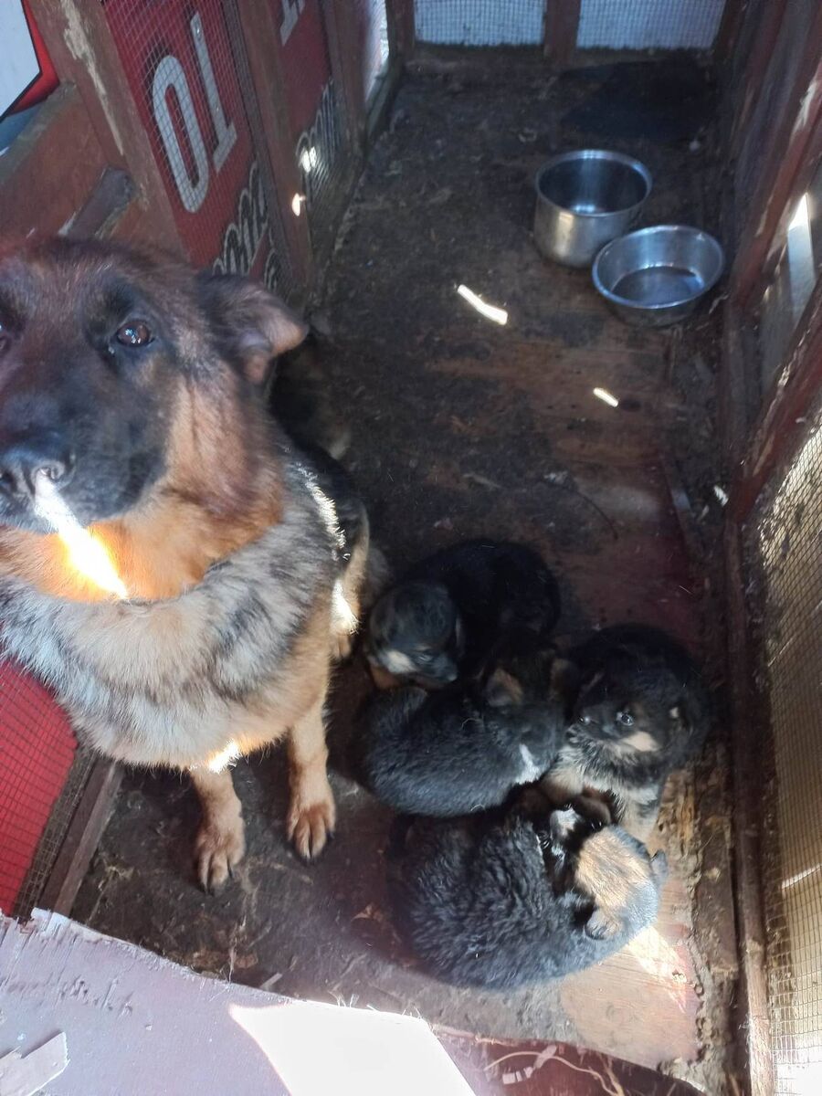 A German Shepherd with her puppies at the property. Picture: ISPCA A German Shepherd with her puppies at the property. Picture: ISPCA
