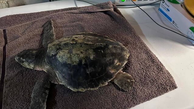 <p>Rhossi, the Kemp's ridley turtle found washed up on Rhosneigr Beach in Wales in December 2023. At the time Anglesey Sea Zoo noted that "We are increasing Rhossi’s temperature very gradually and monitoring 24/7 round-the-clock every 1-2 hours during this period."</p>
