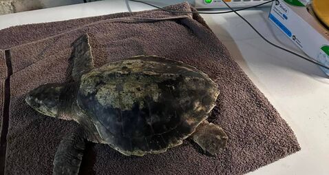 Rare turtle stranded due to Donald Trump aid freeze