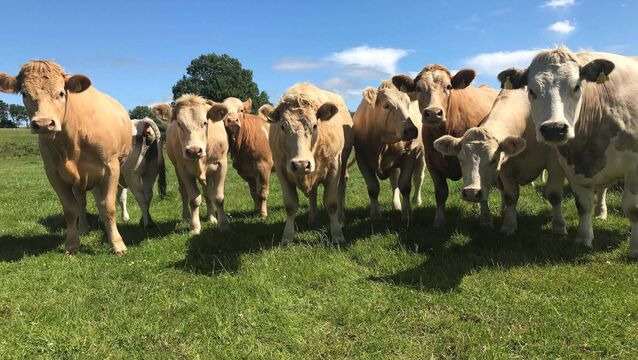 <p>Many farmers may have questions in relation to the testing and the new TB testing restrictions introduced last year.</p>