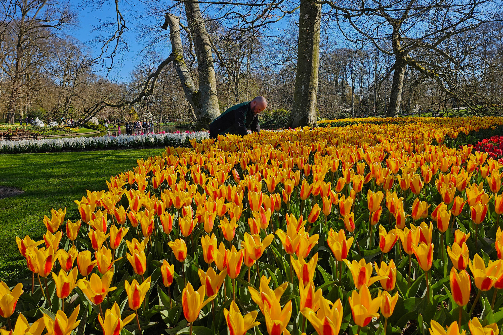 Flower lovers flock to spring tulip vistas at famous Dutch park